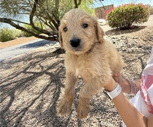 Medium Goldendoodle