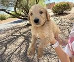 Puppy Lilly Penelope Goldendoodle