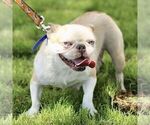 Small Photo #1 French Bulldog Puppy For Sale in RONKS, PA, USA