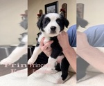 Puppy Princess Australian Shepherd-Border-Aussie Mix