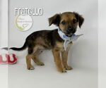 Small Chihuahua Mix
