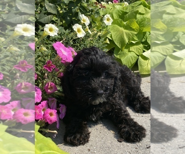 Medium Photo #3 Lhasa Apso-Poodle (Toy) Mix Puppy For Sale in CANOGA, NY, USA