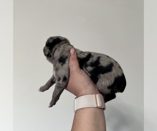 Medium Photo #4 Australian Shepherd Puppy For Sale in DEVINE, TX, USA