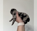 Small #3 Australian Shepherd