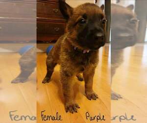 Dutch Shepherd Dog-German Shepherd Dog Mix Puppy for sale in SPRING HILL, TN, USA