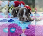 Puppy 0 American Bulldog-Miniature Bull Terrier Mix
