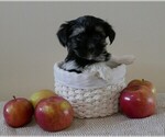 Small Photo #3 Havanese Puppy For Sale in THREE RIVERS, MI, USA