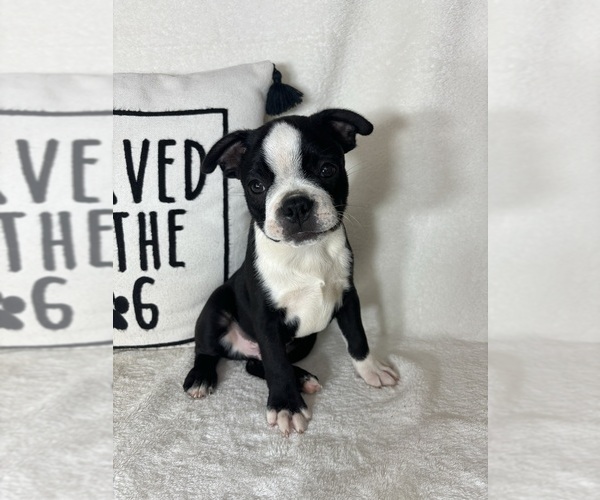 Medium Photo #1 Boston Terrier Puppy For Sale in GREENFIELD, IN, USA