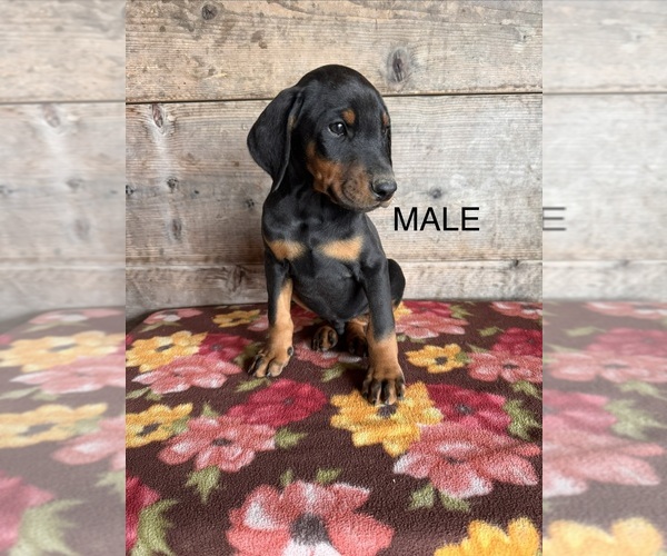 Medium Photo #2 Doberman Pinscher Puppy For Sale in VERMONTVILLE, MI, USA