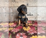 Small #1 Doberman Pinscher