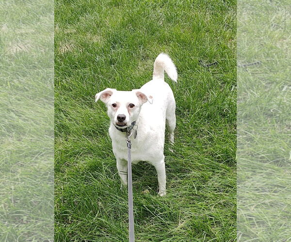 Medium Photo #3 Chihuahua-Unknown Mix Puppy For Sale in St. Louis Park, MN, USA