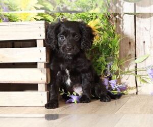 Cavapoo Puppy for sale in MOUNT VERNON, OH, USA