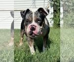 Small Photo #1 French Bulldog-Olde English Bulldogge Mix Puppy For Sale in CHICAGO, IL, USA