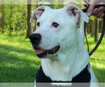Small #6 American Pit Bull Terrier