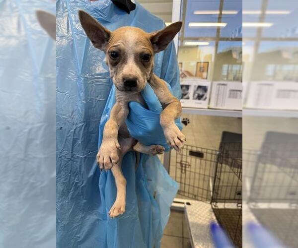 Medium Photo #1 Chihuahua Puppy For Sale in San Antonio, TX, USA