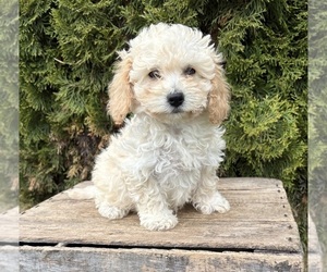 Bichpoo Puppy for sale in MIDDLEBURY, IN, USA