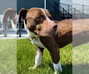 Bluebeard - Male Mutt Dog for Adoption - Photo #4