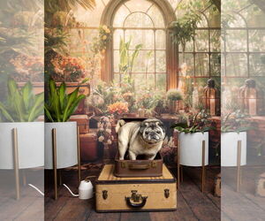 Pug Dogs for adoption in Indianapolis, IN, USA