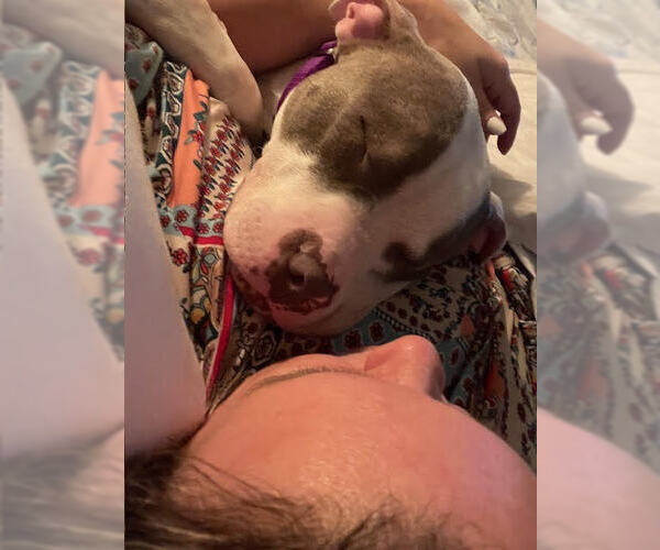 Medium Photo #6 American Pit Bull Terrier-Unknown Mix Puppy For Sale in Crete, IL, USA