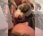 Small #5 American Pit Bull Terrier Mix