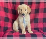 Small Photo #3 Golden Retriever Puppy For Sale in LAKELAND, FL, USA