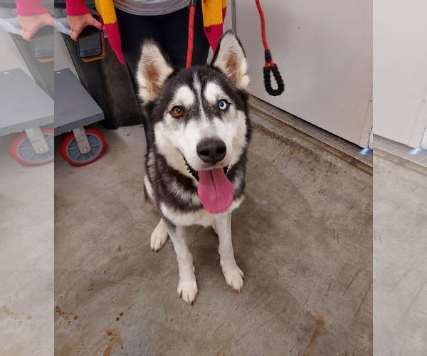 Medium Photo #1 Siberian Husky Puppy For Sale in Columbus, IN, USA