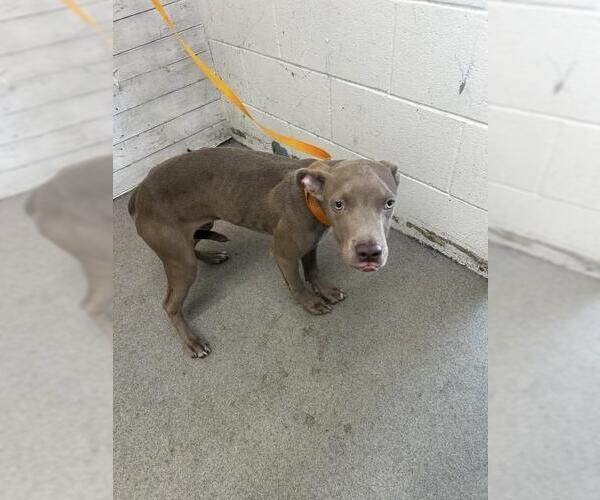 Medium Photo #1 American Pit Bull Terrier Puppy For Sale in San Bernardino, CA, USA