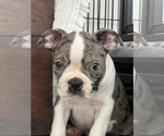 Small #3 Boston Terrier