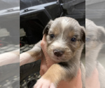 Small Photo #5 Australian Shepherd Puppy For Sale in WHITLEY CITY, KY, USA