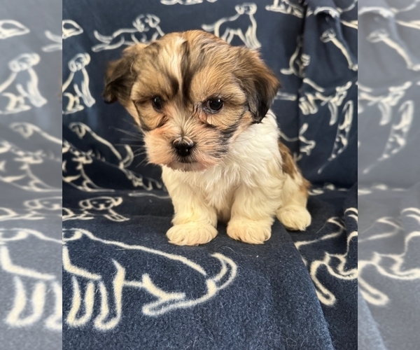 Medium Photo #4 Zuchon Puppy For Sale in NEW YORK MILLS, MN, USA