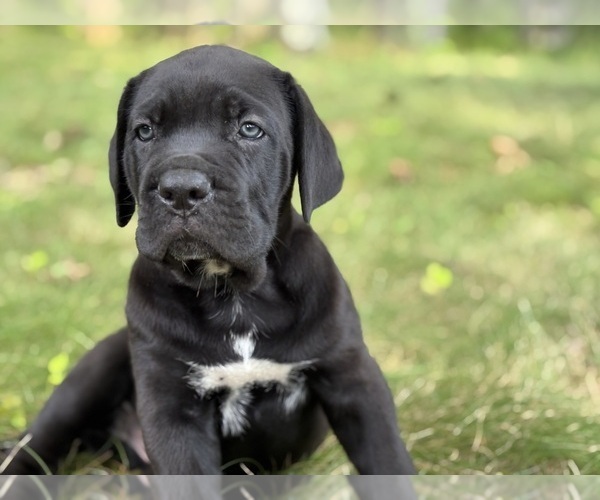 Medium Photo #3 Cane Corso Puppy For Sale in NEWTON, NJ, USA