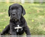 Small #2 Cane Corso