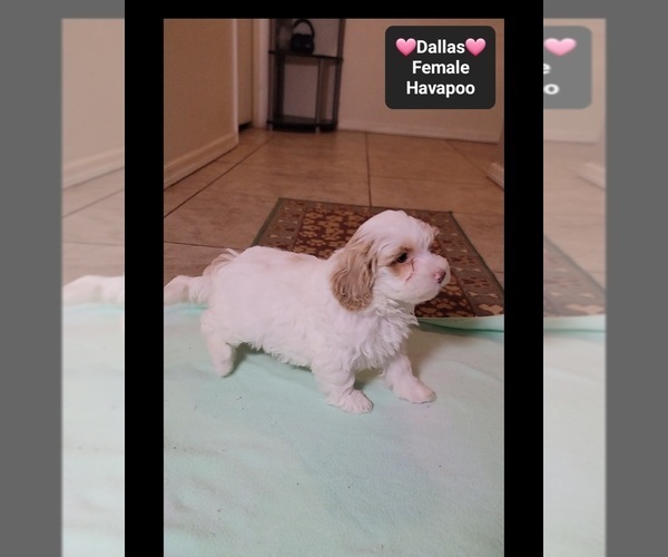 Medium Photo #3 Havapoo Puppy For Sale in TUCSON, AZ, USA