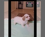 Dallas - Female Havapoo Puppy for Sale - Photo #3