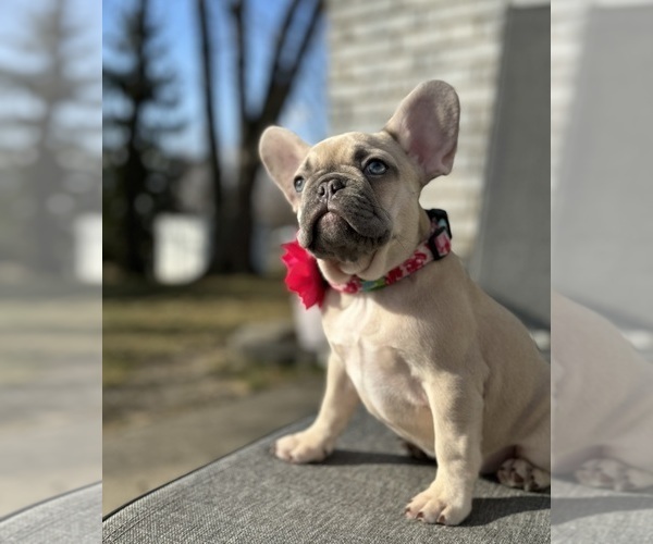 Medium Photo #4 French Bulldog Puppy For Sale in STERLING HEIGHTS, MI, USA