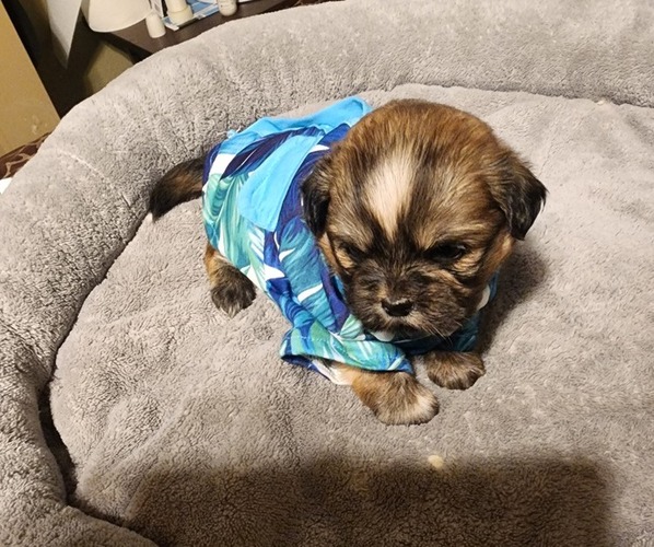 View Ad Shih Tzu Puppy for Sale near Louisiana, NEW ORLEANS, USA. ADN