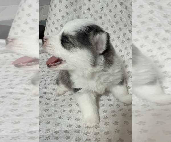 Medium Photo #10 Pomsky Puppy For Sale in NASHUA, NH, USA