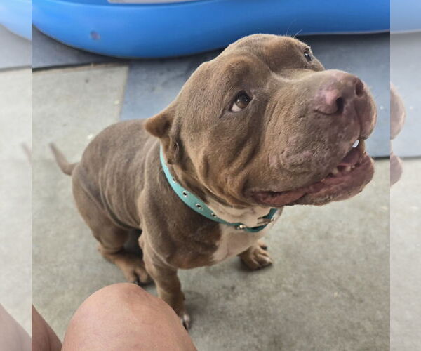 Medium Photo #1 American Bulldog Puppy For Sale in Fremont, CA, USA