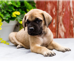 Small #10 Mastiff