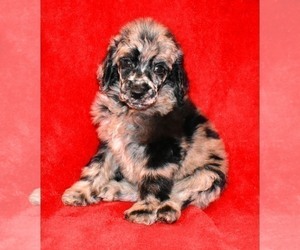 Poodle (Standard) Puppy for Sale in ASPERMONT, Texas USA