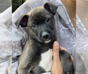 Sable - Female Mutt Dog for Adoption - Photo #13