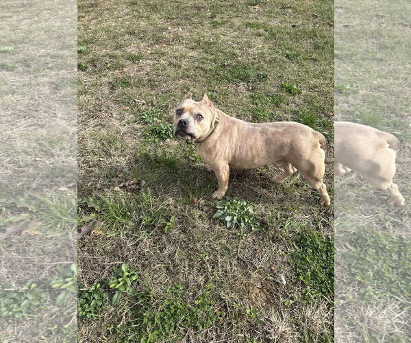 Medium Photo #2 American Staffordshire Terrier-Unknown Mix Puppy For Sale in Jackson, MS, USA