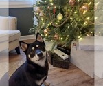 Small #2 Shiba Inu
