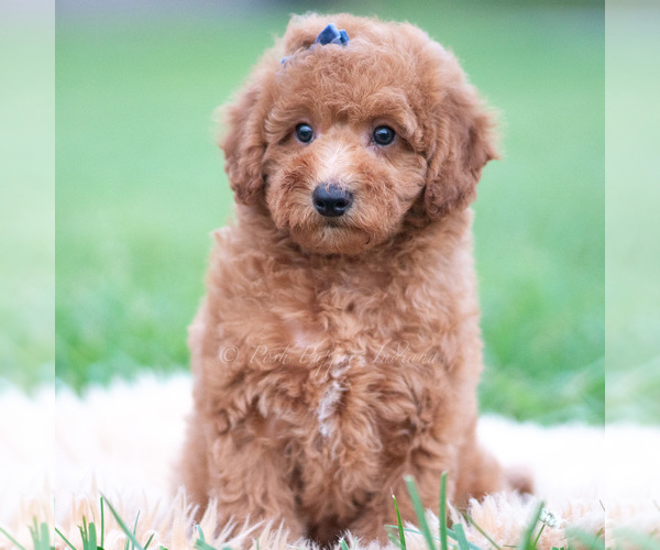 Medium Photo #12 Goldendoodle (Miniature) Puppy For Sale in WARSAW, IN, USA