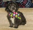 Small Photo #1 Pom-A-Poo Puppy For Sale in LE MARS, IA, USA