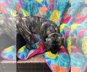 Mastiff Puppy for sale in BRANTLEY, AL, USA