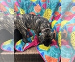 Small Mastiff
