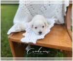 Puppy 5 Havachon