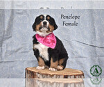 Puppy Penelope Bernese Mountain Dog