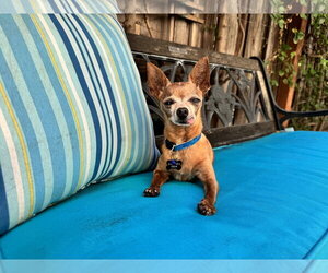 Buddy Boy - Male Chihuahua-Unknown Mix Dog for Adoption - Photo #3